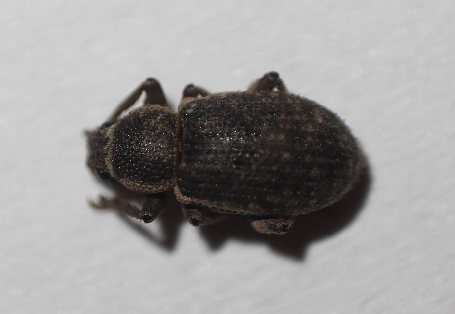 Mesagroicus obscurus - dülledtszemű libatopormányos