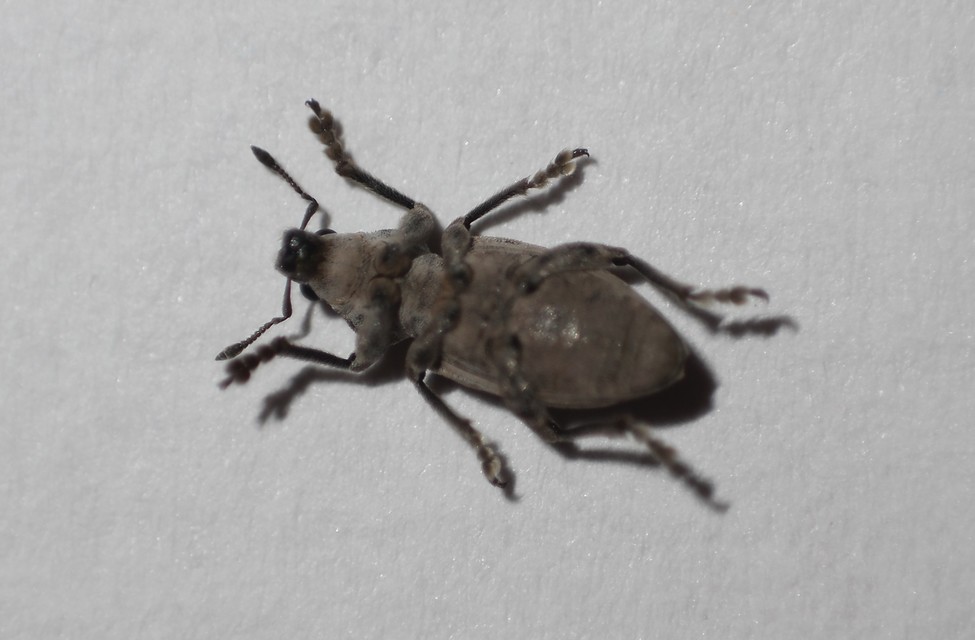 Tanymecus dilaticollis - kukorica-hegyesfarúbarkó