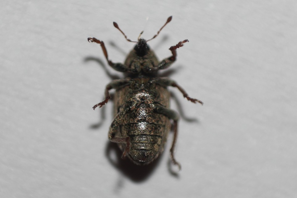 Hypera postica - lucerna-pikkelyesormányos