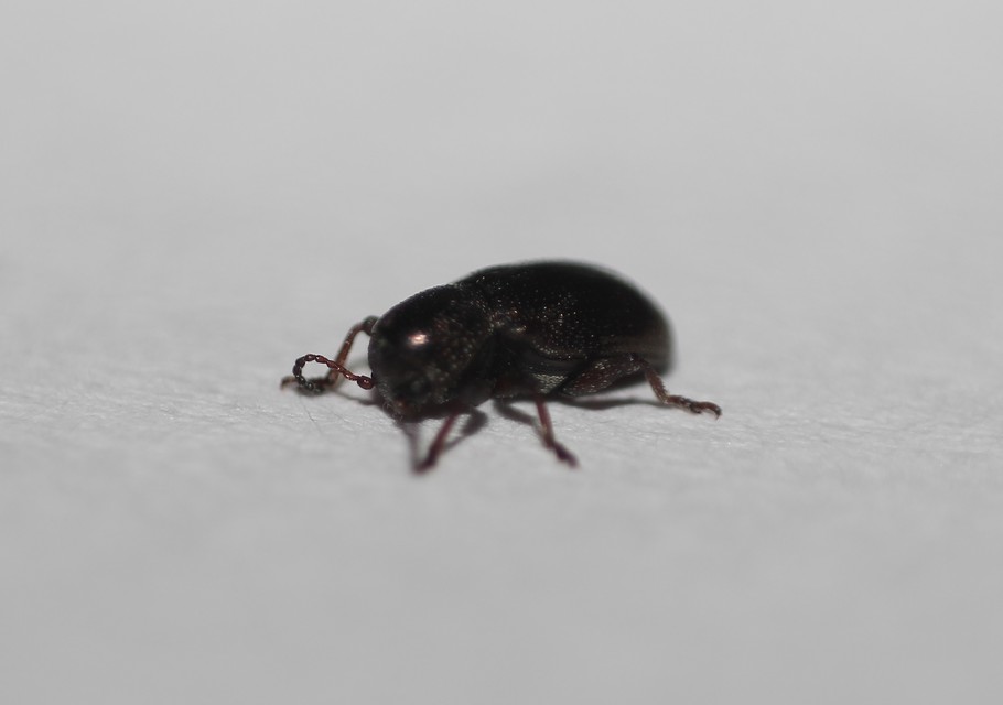 Pachnephorus villosus - közönséges fövenylevelész