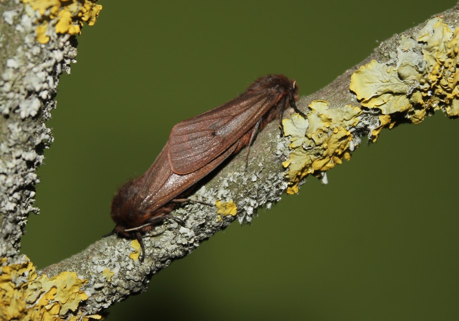 Phragmatobia fuliginosa - füstös medvelepke
