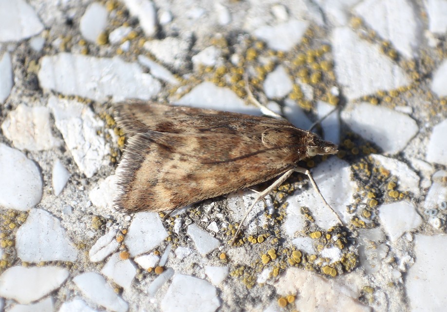 Pyrausta despicata - réti bíbormoly