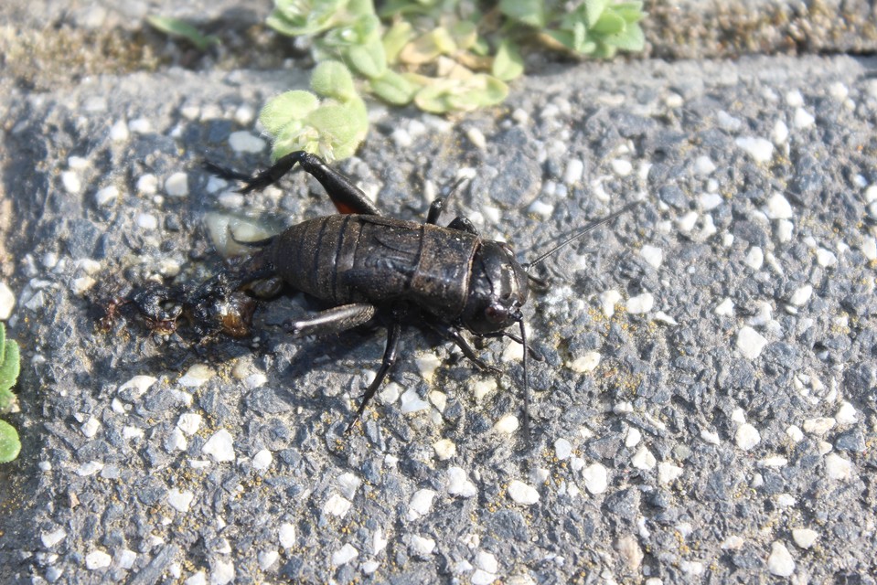 Gryllus campestris - mezei tücsök