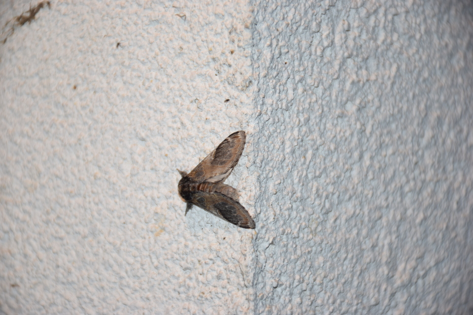 Notodonta tritophus - tarajos púposszövő