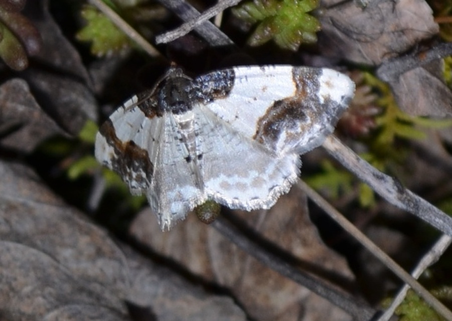 Ligdia adustata - barna levélaraszoló