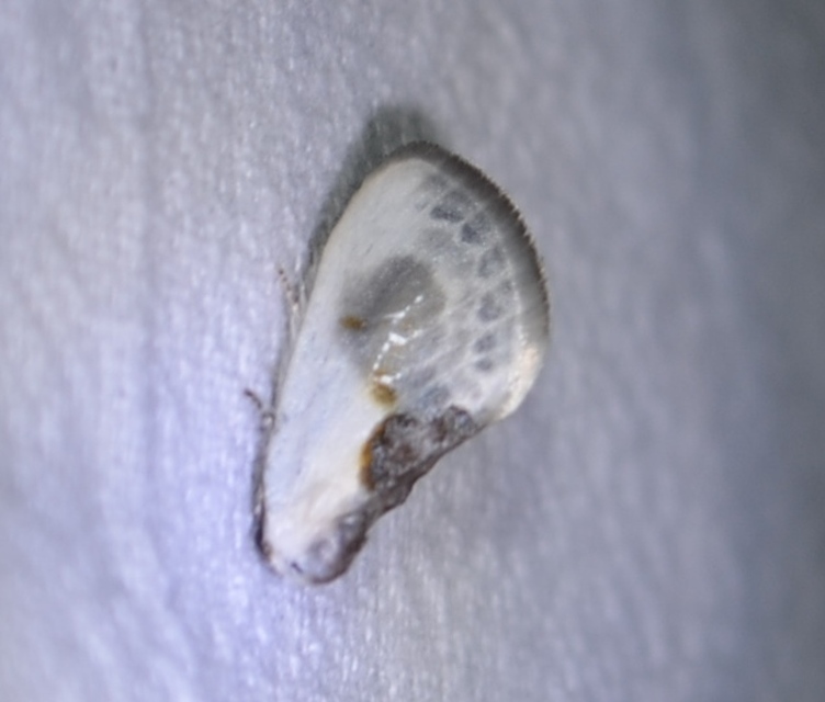Cilix glaucata - törpe sarlósszövő
