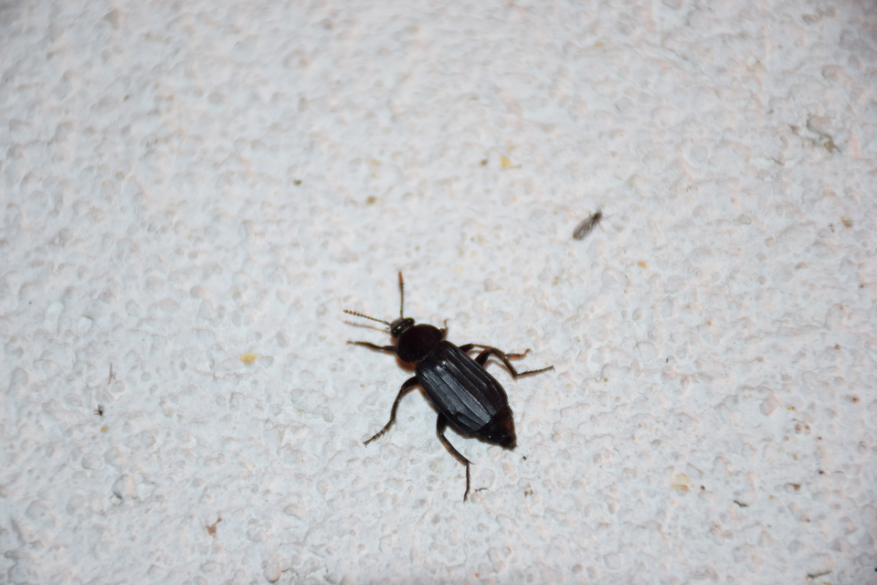 Necrodes littoralis - nagy dögbogár