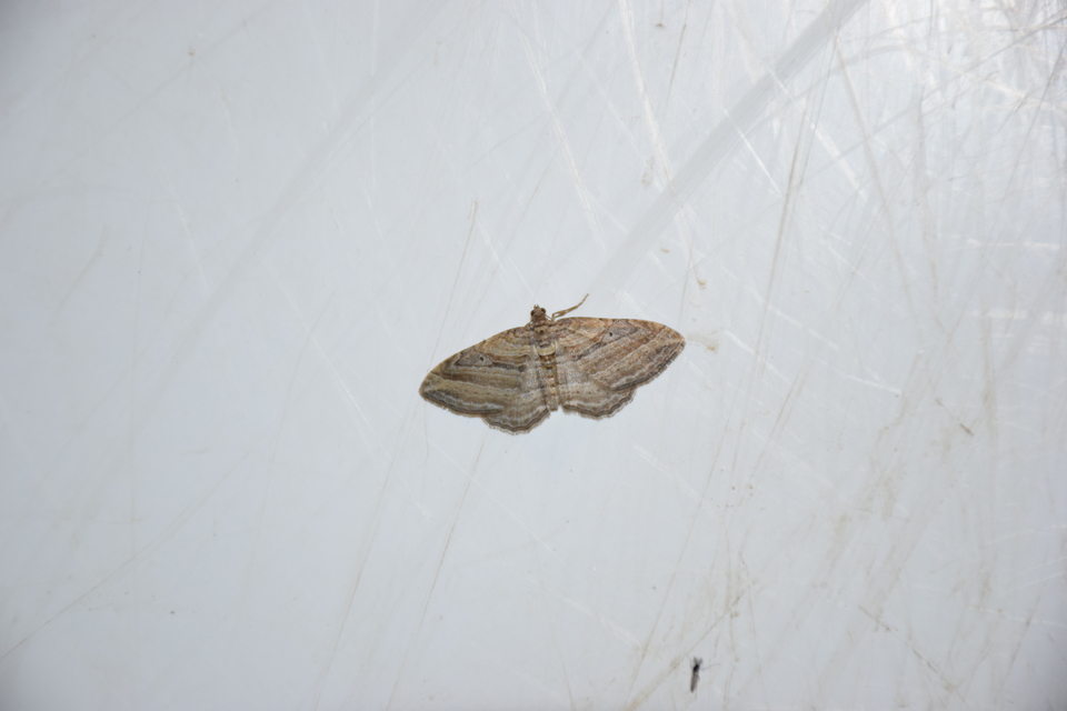 Costaconvexa polygrammata - soksávú araszoló