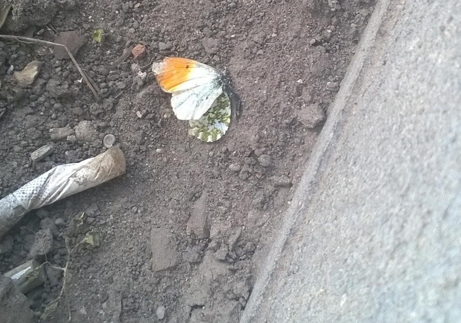 Anthocharis cardamines - hajnalpírlepke