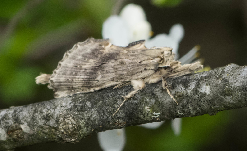 Pterostoma palpina - csőrös púposszövő