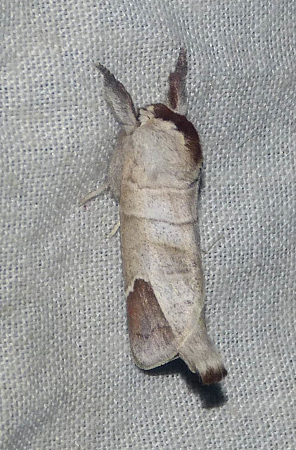 Clostera curtula - rövidszárnyú levélszövő