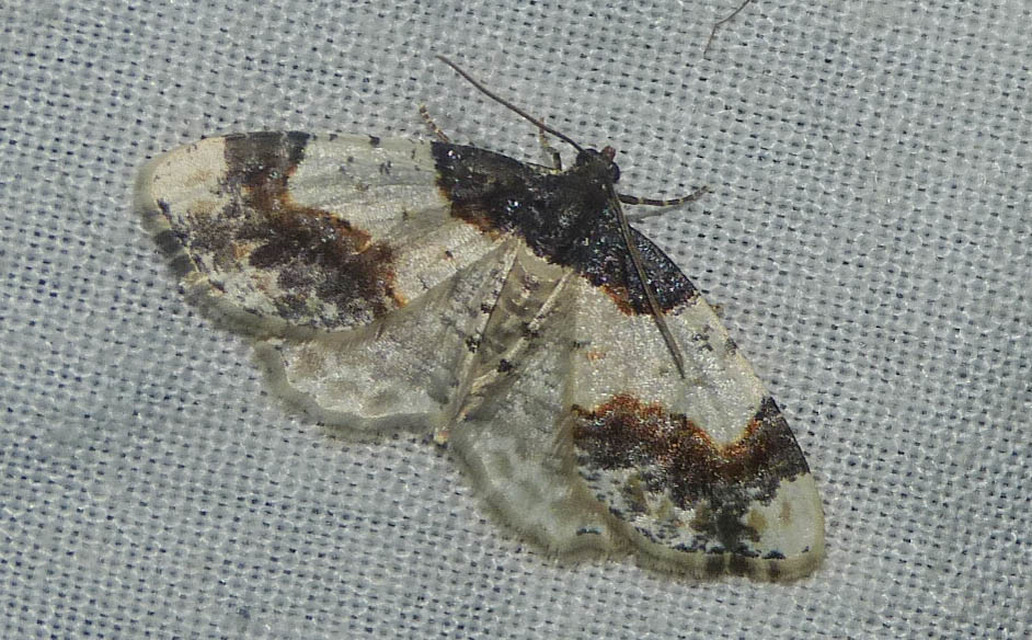 Ligdia adustata - barna levélaraszoló