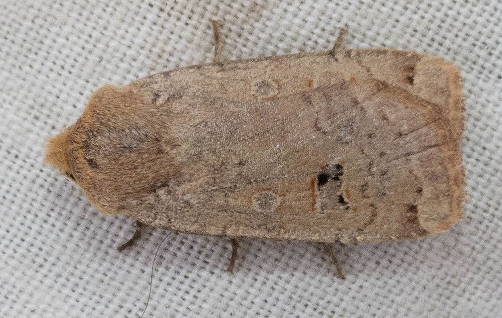 Conistra erythrocephala - vörösfejű őszibagoly