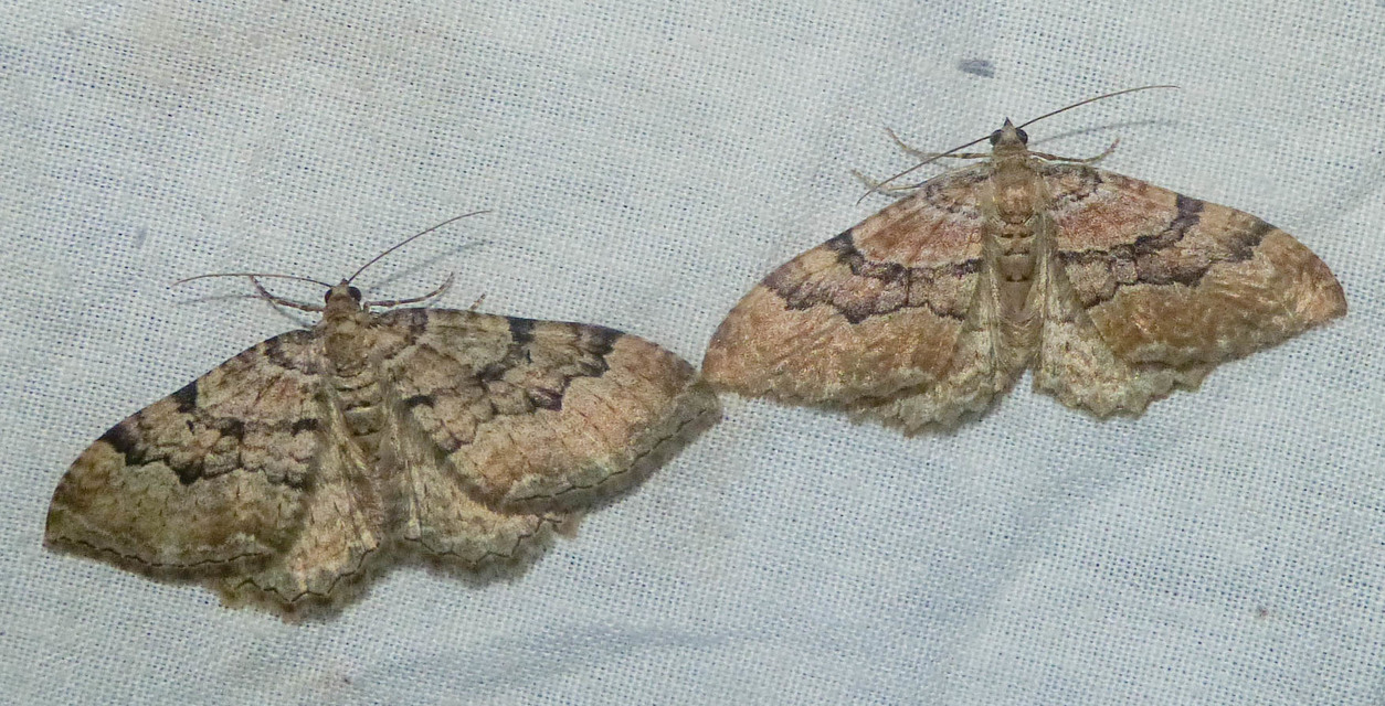 Hydria cervinalis - őzbarna araszoló