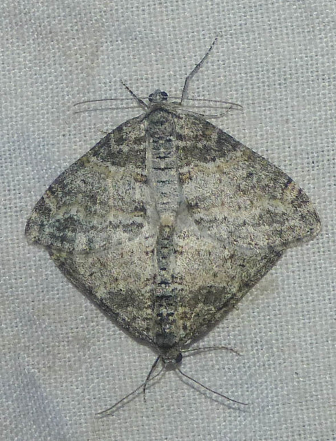 Lobophora halterata - szárnyfüggelékes araszoló
