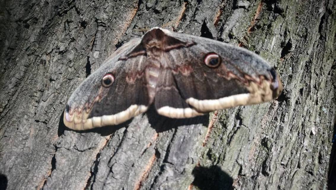 Saturnia pyri - nagy pávaszem