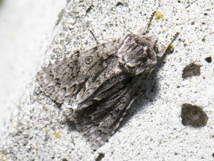 Acronicta auricoma - aranyos szigonyosbagoly