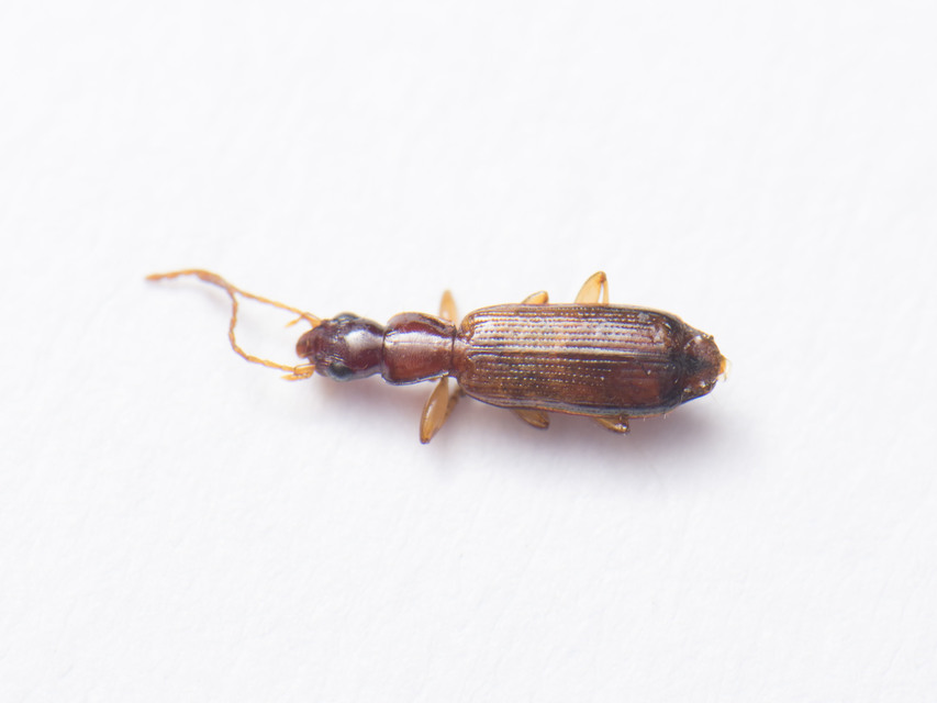 Paradromius linearis - karcsú kéregfutó
