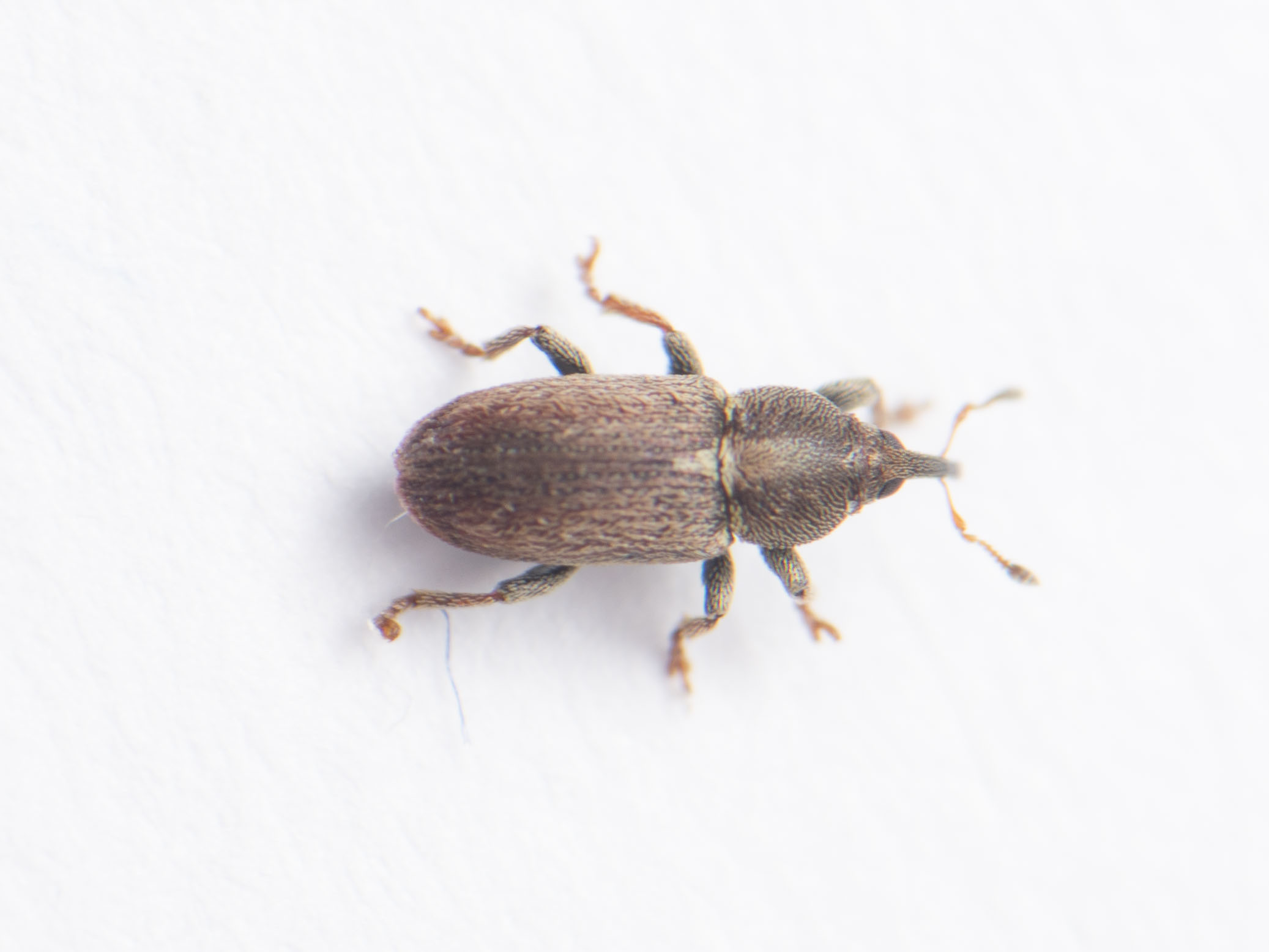 Tychius cuprifer - rezesbarna tímárormányos
