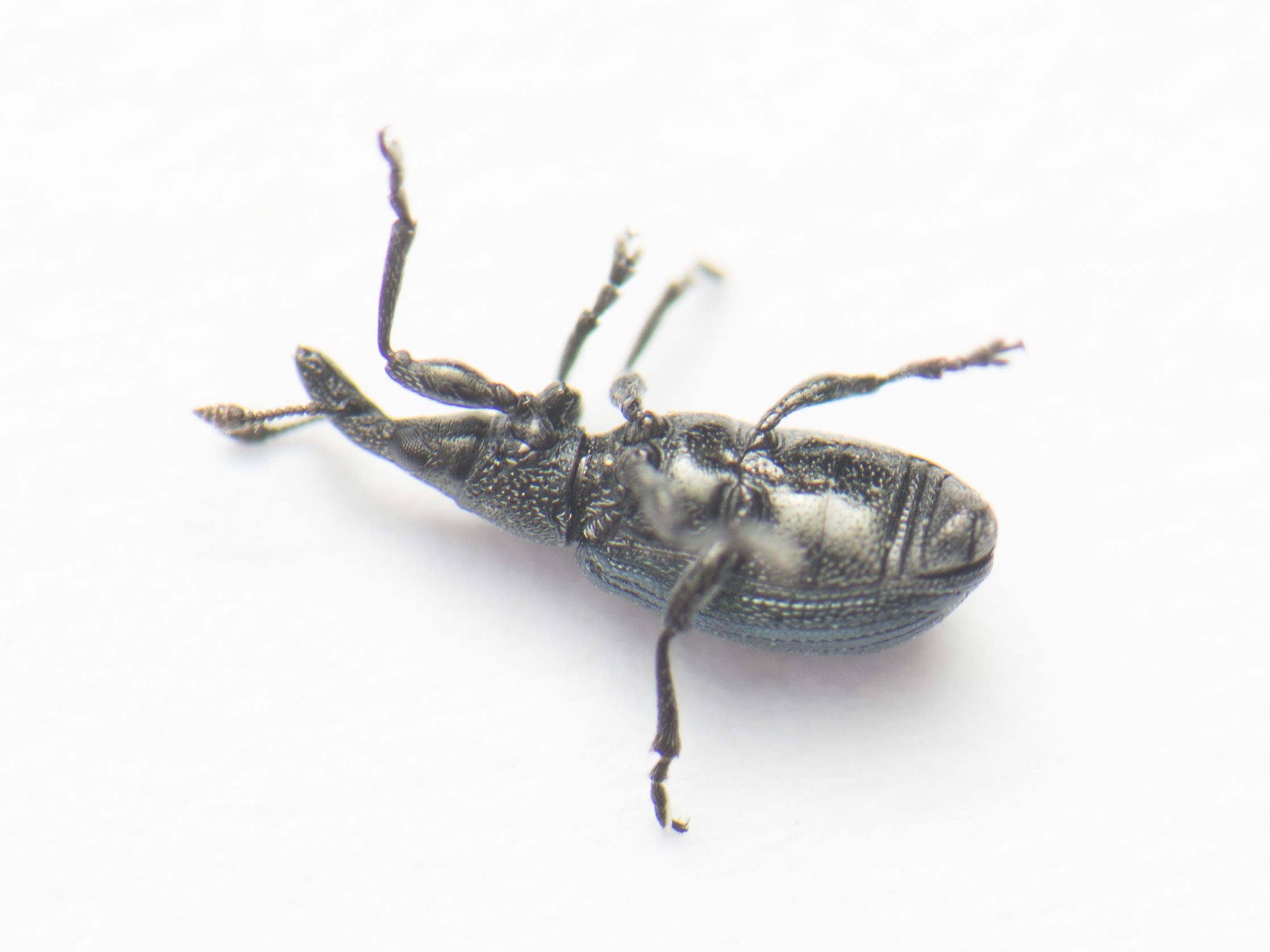 Stenopterapion meliloti - somkóró-cickányormányos