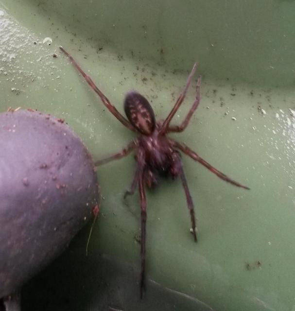 Amaurobius ferox - nagy eretnekpók