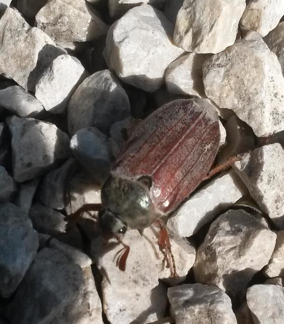 Melolontha melolontha - májusi cserebogár