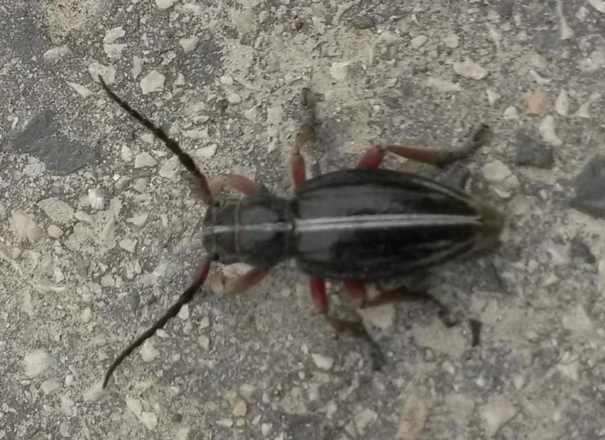 Dorcadion pedestre - kétsávos gyalogcincér