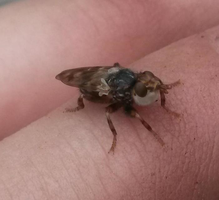 Myopa