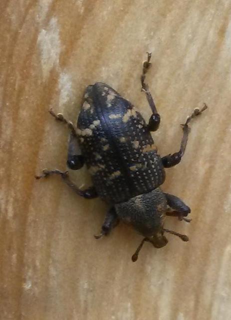 Hylobius abietis - nagy fenyvesormányos