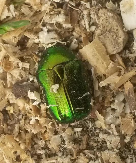 Cetonia aurata - aranyos virágbogár