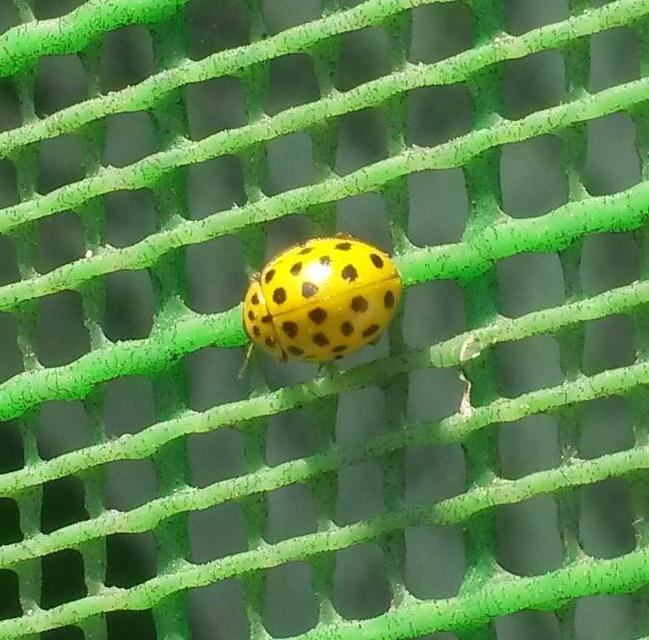 Psyllobora vigintiduopunctata - huszonkétpettyes katica