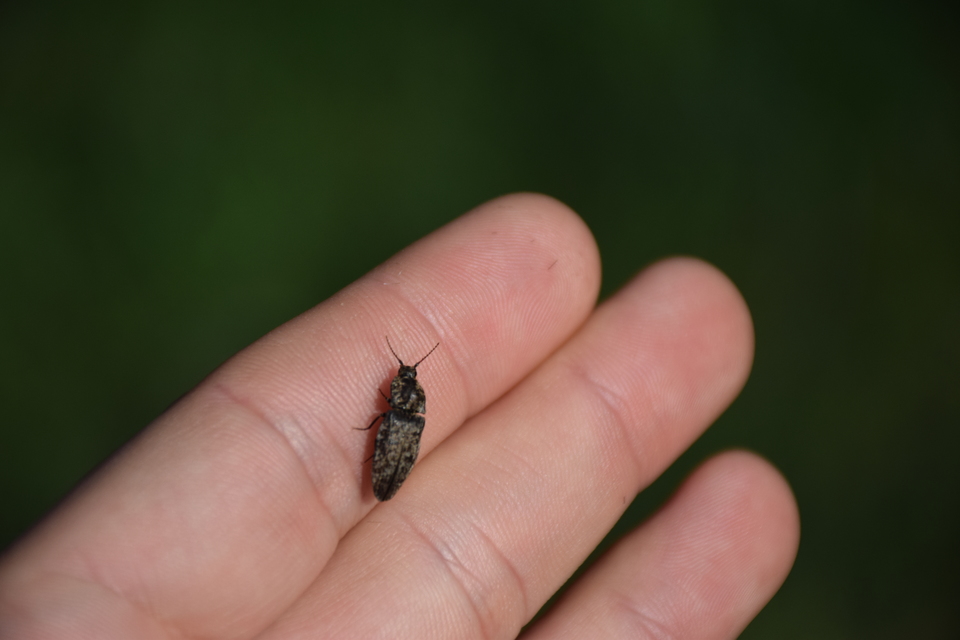 Agrypnus murinus - egérszínű pikkelyespattanó