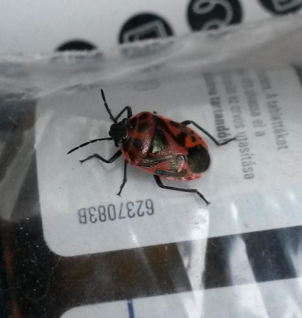 Eurydema ornata - díszespoloska Eurydema ornata - díszespoloska