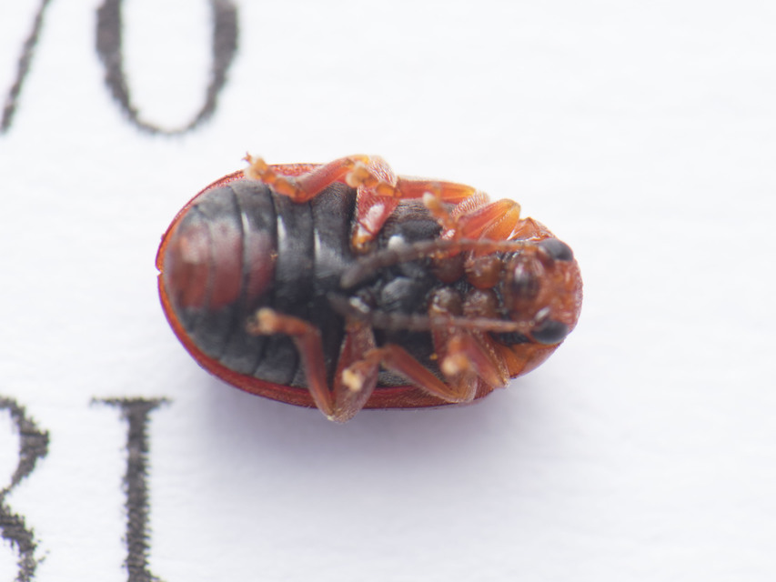 Lochmaea crataegi - galagonya-olajosbogár