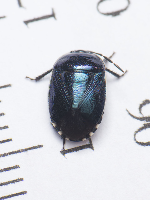 Canthophorus