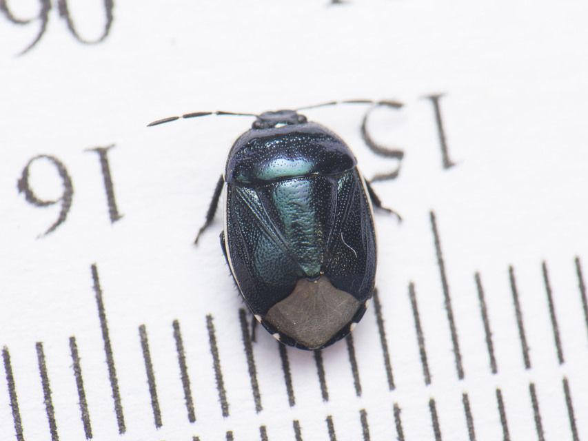 Canthophorus