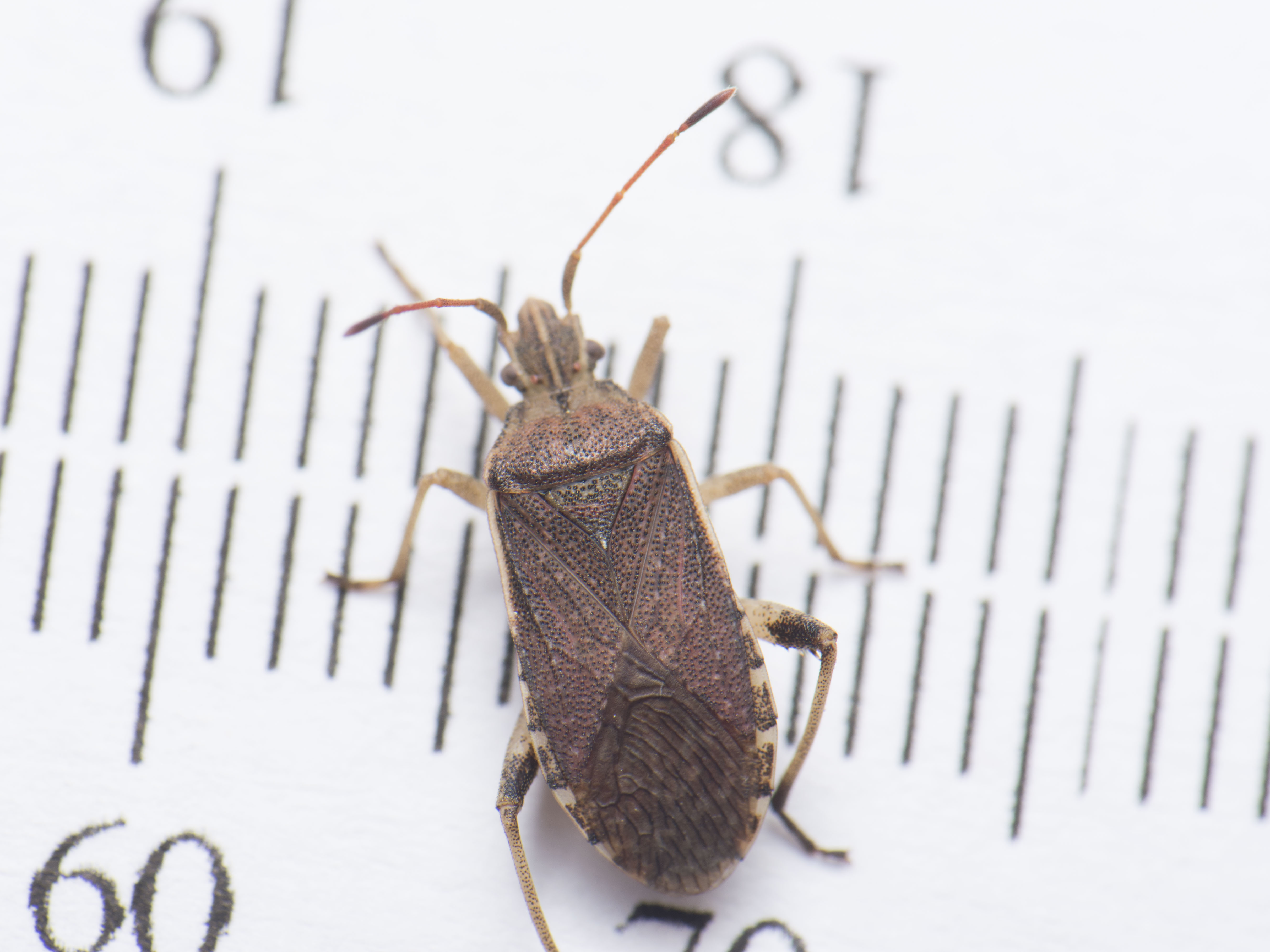 Ceraleptus obtusus