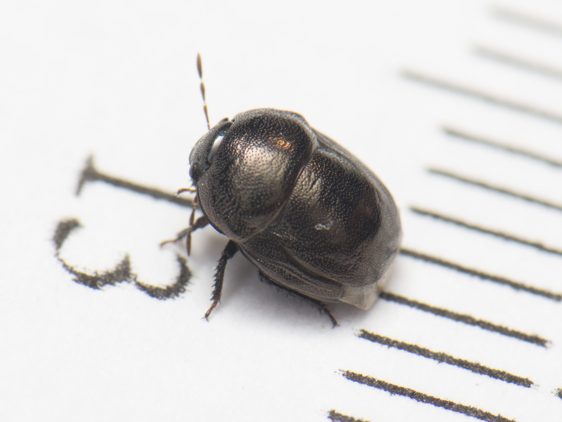 Thyreocoris scarabaeoides - fémes földipoloska