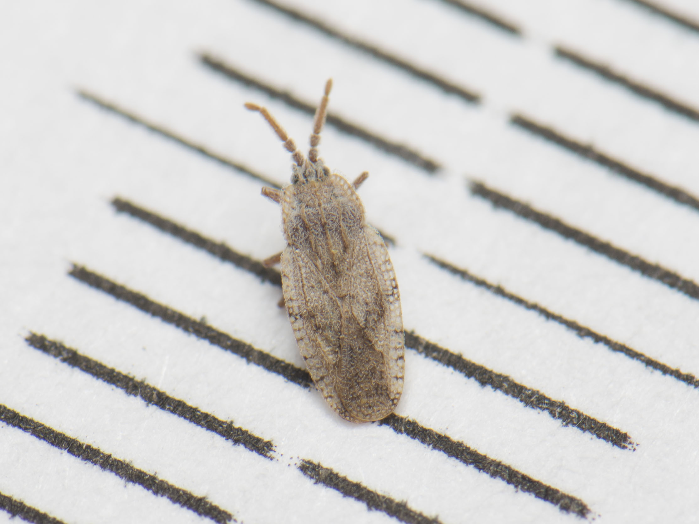Tingis crispata