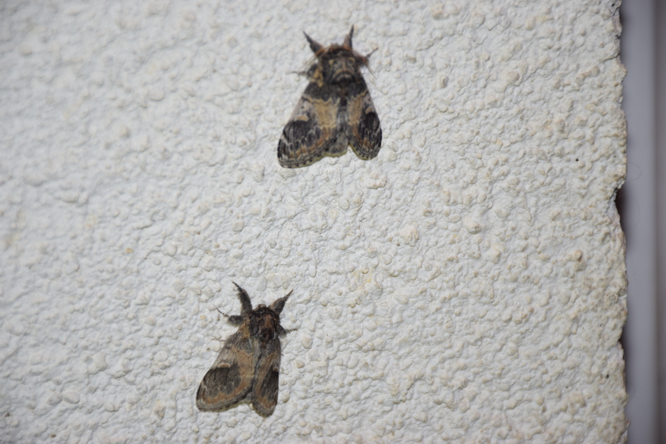 Notodonta tritophus - tarajos púposszövő
