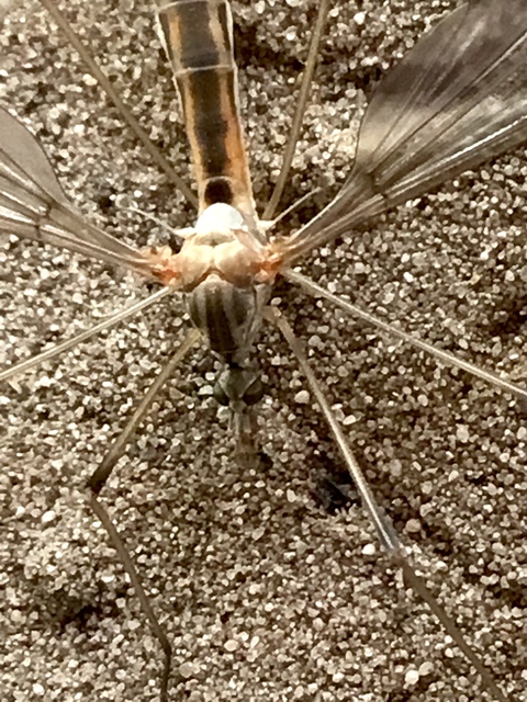 Tipula