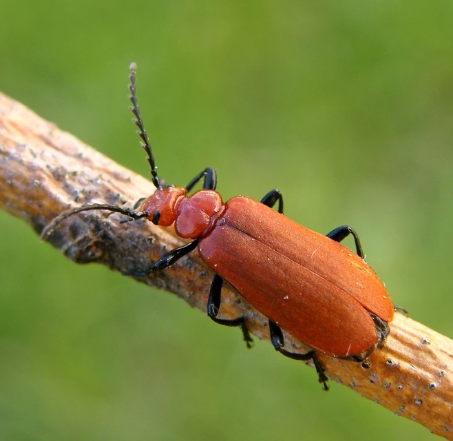 Pyrochroa serraticornis - közép-bíborbogár