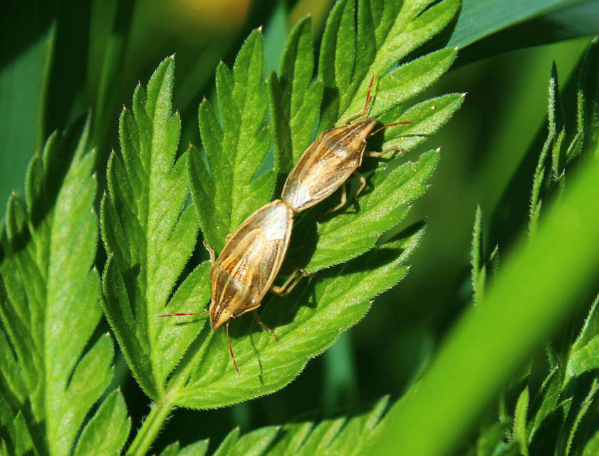 Aelia acuminata - közönséges szipolypoloska Aelia acuminata - közönséges szipolypoloska
