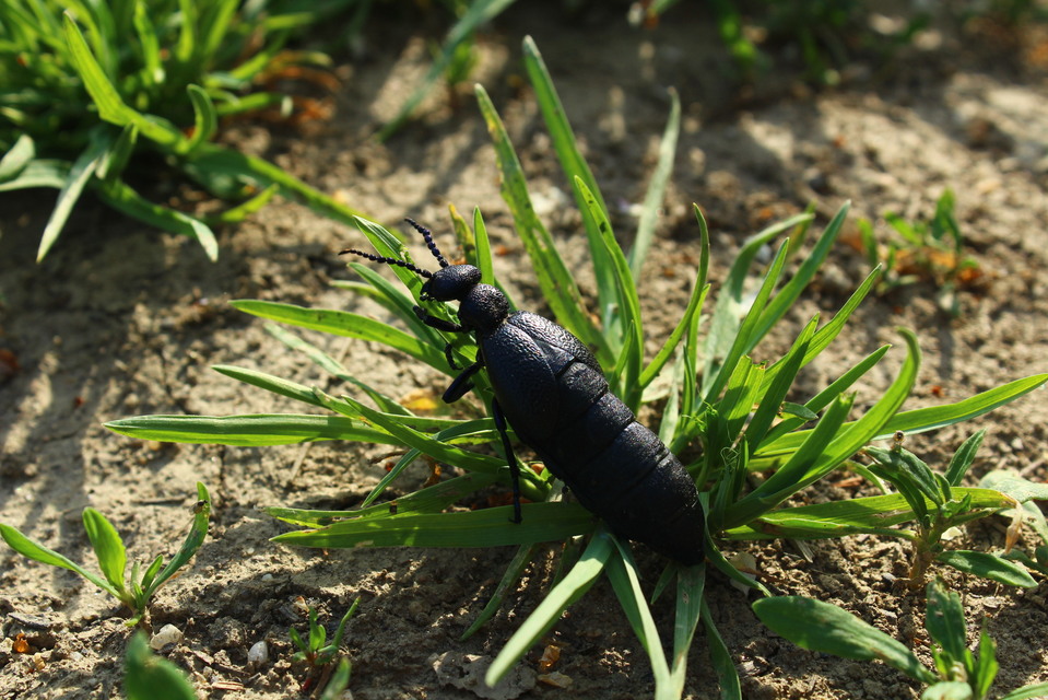 Meloe proscarabaeus - közönséges nünüke
