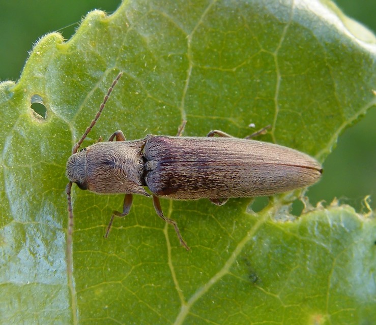 Synaptus filiformis - talpas pattanó