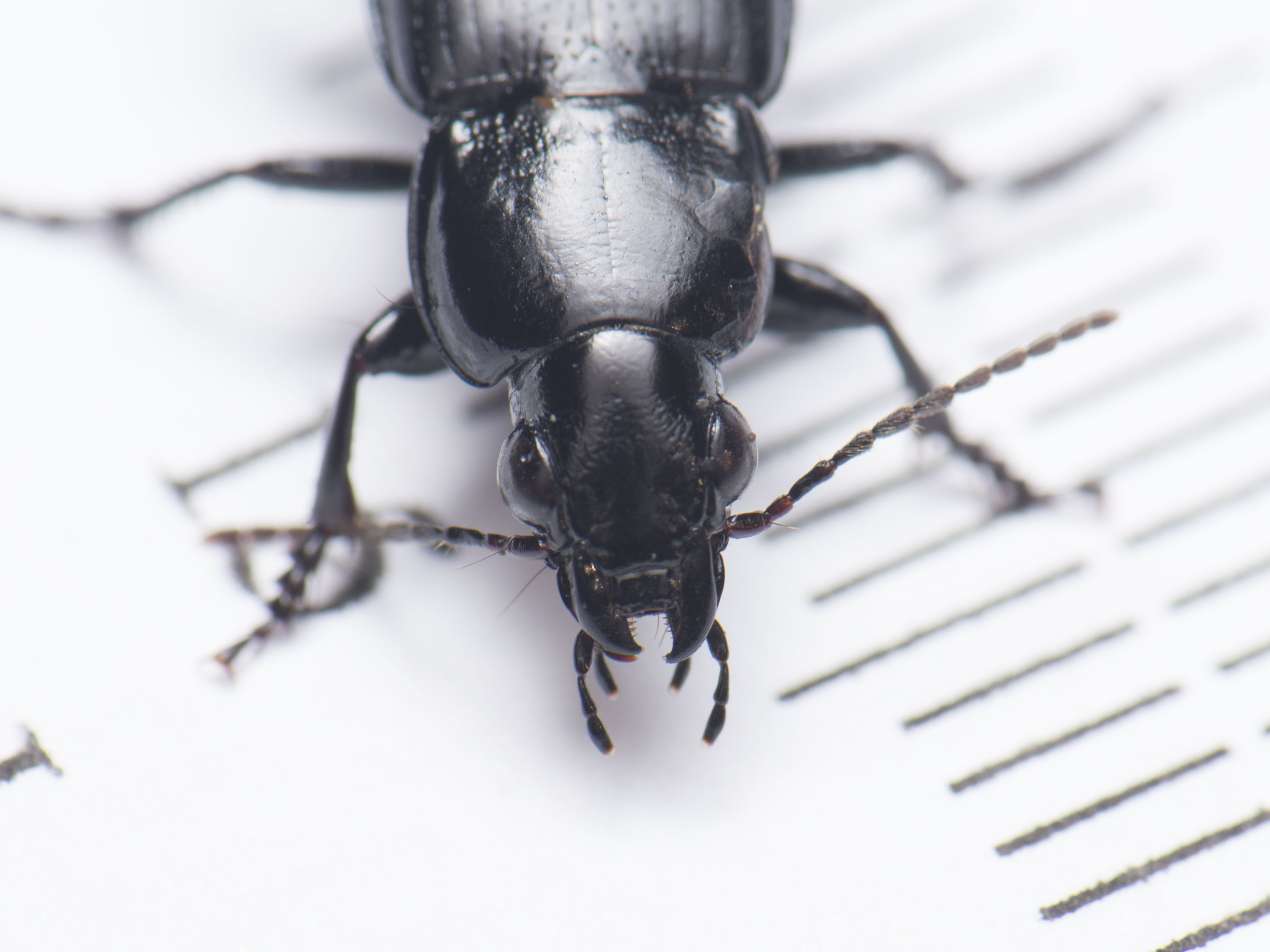 Poecilus punctulatus - pusztai gyászfutó