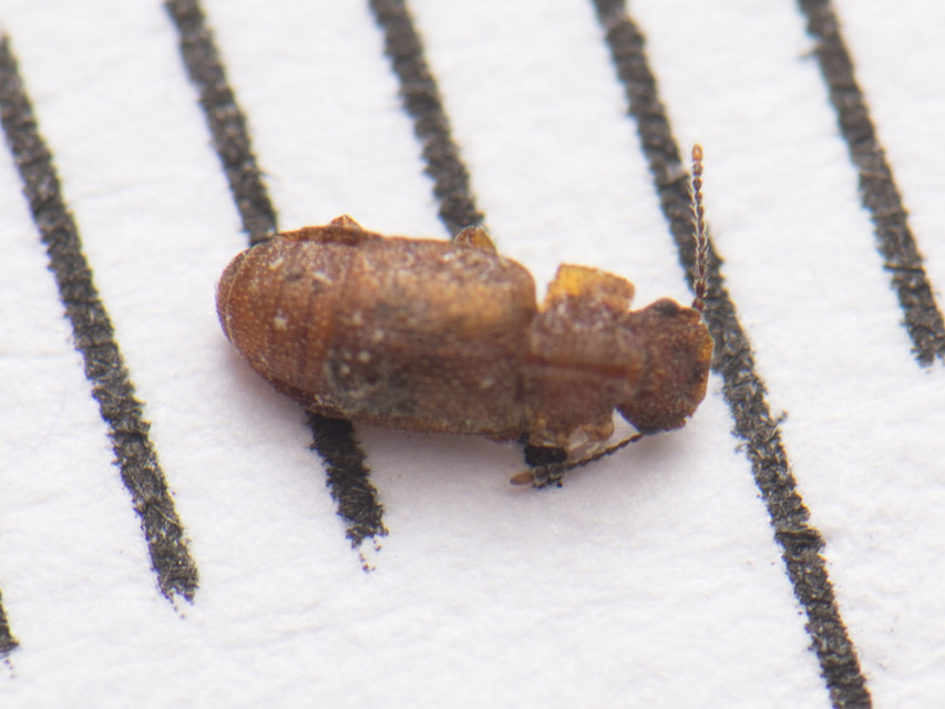 Metopsia similis - pajzsos sutaholyva