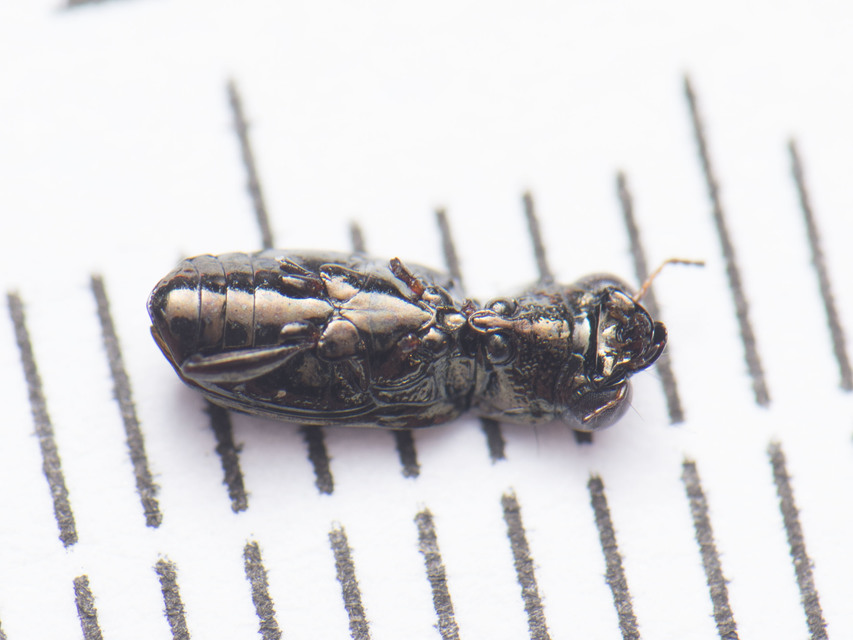 Notiophilus rufipes - vöröslábú szemesfutó