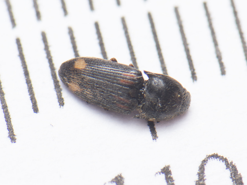 Drasterius bimaculatus - változékony pattanó