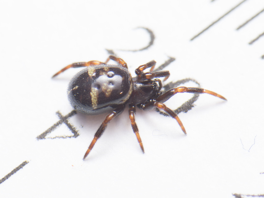 Asagena phalerata